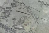 Pennsylvanian Fossil Fern (Neuropteris) Plate - Kentucky #158734-1